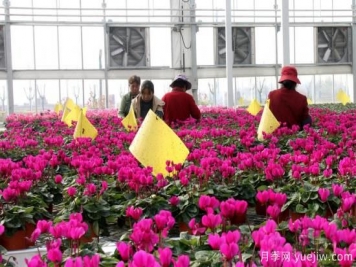 扬州高邮：每天发货30万株，花工厂绽放乡村振兴致富花