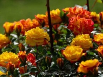 安阳市滑县森林公园月季花开放，赏花打卡正当时