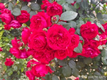 6款红色系的藤本月季品种，适合打造网红花墙