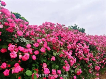 上海放鹤谷无门票，30万朵200多种月季开成了花海