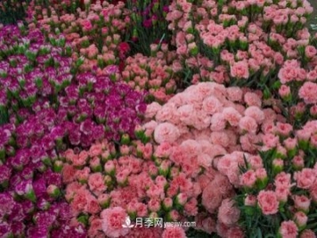 中国6大花市，全国花卉批发市场介绍