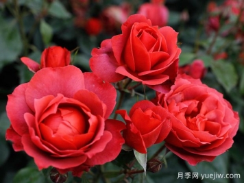 21朵玫瑰：不只是浪漫，还藏着这些深意
