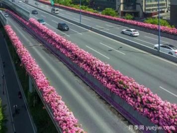 杭州高架月季初开，2024年又到走花路时间