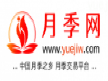 中国上海龙凤419，月季品种介绍和养护知识分享专业网站